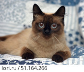 A cat with a characteristic Siamese coloring: light beige body and dark ears, muzzle, paws and tail. The animal has large expressive blue eyes, giving it a particularly cute and surprised look. The cat is lying on a bed or sofa covered with a bedspread with a blue and white pattern. The background is soft and homely, creating a cozy atmosphere. The photo is taken close-up, which emphasizes the details of the fur and the expressiveness of the pet's eyes. Suitable for use in themes related to pets, comfort, family and pet care. Стоковое фото, фотограф Анна Кривицкая / Фотобанк Лори