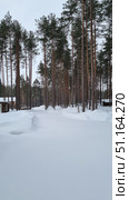 A winter coniferous forest covered with a thick layer of snow. Tall straight pines rise up, forming orderly rows, and between them there is an even blanket of snow without traces. The frame shows wooden buildings with snow-covered roofs, creating a feeling of coziness and a rustic winter atmosphere. The scene conveys the silence and tranquility of a winter forest, a feeling of purity and freshness. The combination of snow-white snow and dark tree trunks creates a beautiful natural contrast. Стоковое фото, фотограф Анна Кривицкая / Фотобанк Лори