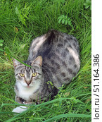A grey tabby cat lying on thick green grass. The animal looks straight at the camera with its bright yellow eyes, creating a sense of direct eye contact. The white chest and paws contrast with the dark back and striped pattern of its fur. A slight pink tongue is visible on the face, peeking out, giving the picture a cute and lively character. The background of thick grass and green plants emphasizes the naturalness and tranquility of the scene. An ideal image for use in themes related to animals, nature, pets and ecology. Стоковое фото, фотограф Анна Кривицкая / Фотобанк Лори