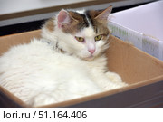 A fluffy white cat with brown and gray spots on its head and ears. The animal has settled in a cardboard box, looking out with a calm but slightly wary look. The cat has expressive green-yellow eyes and a delicate pink nose, its thick fur looks soft and well-groomed. The scene demonstrates the habit of cats to find cozy places to rest, even if it is a simple box. The picture conveys an atmosphere of coziness and calm, perfect for topics related to pets, cat habits, coziness and love for pets. Стоковое фото, фотограф Анна Кривицкая / Фотобанк Лори