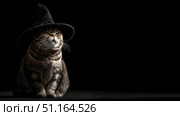 Кот, сидящий на чёрном фоне. Стоковое AI-изображение, AI-художник Алексей Выдрин / Фотобанк Лори