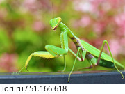 Богомол Mantis religiosa (Богомол обыкновенный) Стоковое фото, фотограф Александр Тарасенков / Фотобанк Лори