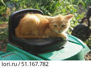 A ginger unhappy kitten sits outdoors, huddled and tense. He shows aggression danger appears. His fur stands on end, ears are pressed back, back is humped. Animal behavior. Attentive gaze is watching. Стоковое фото, фотограф Юлия Петровская / Фотобанк Лори