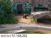 Grizzly bear in a spacious enclosure at the zoo. Редакционное фото, фотограф Евгений Харитонов / Фотобанк Лори