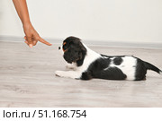 Attentive Cavalier King Charles Spaniel puppy lying on floor, looking at index finger. Training small puppy. Стоковое фото, фотограф Светлана Акифьева / Фотобанк Лори