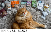 Domestic cat with signs of obesity thick belly and swollen fat muzzle. Sedentary lifestyle pet. Disease. Laziness. problems associated obesity due greater amount food treats we consume unhealthy diet. Стоковое AI-изображение, AI-художник ALLA YURTAYEVA / Фотобанк Лори