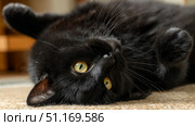 Domestic cat with signs of obesity thick belly and swollen fat muzzle. Sedentary lifestyle pet. Disease. Laziness. problems associated obesity due greater amount food treats we consume unhealthy diet. Стоковое AI-изображение, AI-художник ALLA YURTAYEVA / Фотобанк Лори
