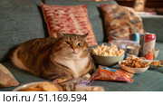 Domestic cat with signs of obesity thick belly and swollen fat muzzle. Sedentary lifestyle pet. Disease. Laziness. problems associated obesity due greater amount food treats we consume unhealthy diet. Стоковое AI-изображение, AI-художник ALLA YURTAYEVA / Фотобанк Лори