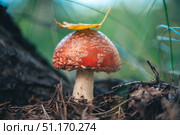 Beautiful Bright Fly Agaric Grows In Mushroom, Poisonous Mushroom. Стоковое фото, фотограф Ольга Ильина / Фотобанк Лори