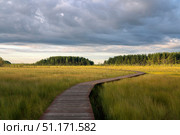 An ecological trail through the Sestroretskoye Boloto (Sestroretsk swamp) State Nature Reserve on a sunny summer day, Russia, St. Petersburg, Kurortny District, Beloostrov. Стоковое фото, фотограф Ula Ulachka / Фотобанк Лори