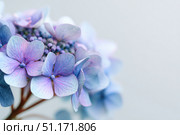 Hydrangea blooming. Blue heads of hydrangea flower petals. Beautiful Garden. Landscaping trend. Shrubbery blooms. Closeup hydrangea flowers. Space for text. Abstract minimal design. Soft shadows. Card. Стоковое AI-изображение, AI-художник Марина Демидюк / Фотобанк Лори