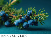 Juniper branches with berries. Blue berries on tree of juniper with green nature blurred background. Bunch of juniper berry in autumn. Juniperus scopulorum. Semi-fleshy, bluish cones. Officinal plant. Стоковое AI-изображение, AI-художник Марина Демидюк / Фотобанк Лори