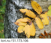 Close-up of yellow autumn rowan leaves against a birch tree trunk. The contrast of light birch bark and bright golden leaves creates an expressive composition that emphasizes the atmosphere of autumn. Small spots and damages are visible on the leaves, giving them a natural and lively look. The photo reflects the beauty of the changing seasons, the natural processes of withering and the harmony of nature. Perfect for themes of ecology, nature, autumn, illustrations about the change of seasons and forest landscapes. Стоковое фото, фотограф Анна Кривицкая / Фотобанк Лори