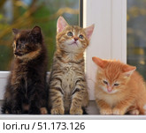 Three cute kittens sitting next to each other on a windowsill. On the left is a tortoiseshell kitten with expressive blue eyes, in the center is a tabby kitten with soft fluffy fur, and on the right is a ginger kitten with its head down, giving the impression of thoughtfulness. All three look very touching and natural, conveying an atmosphere of home comfort and care. In the background, you can see a window with a blurred green background, which emphasizes the light and warmth of the photo. The photo is ideal for the theme of pets, comfort, family and sweet moments. Стоковое фото, фотограф Анна Кривицкая / Фотобанк Лори