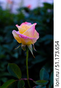 A small rose flower on a green bush. A light yellow rose flower. Стоковое фото, фотограф Valeriy Lushchikov / Фотобанк Лори