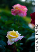 A small rose flower on a green bush. A light yellow rose flower. Стоковое фото, фотограф Valeriy Lushchikov / Фотобанк Лори