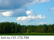 Summer landscape with a dense coniferous forest and a green meadow in the foreground. Slender firs and pines rise on the horizon, creating a dense wall of forest. The sky takes up a significant part of the frame: it is clear blue with picturesque white and gray clouds that add depth and dynamics to the composition. The atmosphere of the photo is calm and peaceful, perfectly conveying the beauty of wild nature on a summer day. Стоковое фото, фотограф Анна Кривицкая / Фотобанк Лори