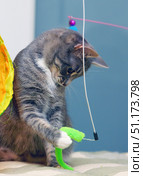 A tabby cat with white paws, enthusiastically playing with a green toy in the form of a worm. The cat looks at the object with concentration and holds it with its paw, showing a keen interest and hunting instinct. In the background, elements of the play structure are visible - a bright yellow tunnel and a hanging fishing rod with a ball, which creates an atmosphere of fun and activity. The picture perfectly conveys the character of the cat: curiosity, excitement and energy. Suitable for the theme of pets, games, caring for pets and leisure. Стоковое фото, фотограф Анна Кривицкая / Фотобанк Лори