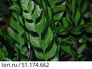 Close-up of bright green leaves of an ornamental plant with a characteristic pattern. The surface of the leaf is glossy, with alternating light and dark green stripes, creating a beautiful contrast. The leaves are densely arranged, forming a rich background of greenery. The photo conveys freshness and natural aesthetics well, suitable for use in topics related to botany, gardening, interior landscaping and ecology. Стоковое фото, фотограф Анна Кривицкая / Фотобанк Лори