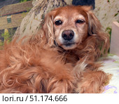 A red fluffy dog ​​with long wavy hair, lying in a relaxed pose. The animal looks straight into the camera, creating a feeling of calm and comfort. The background is soft and unobtrusive, which allows you to focus on the expressive muzzle and thick fur of the pet. The light emphasizes the warm shades of the red hair and the texture of the waves, making the image especially attractive. The photo is perfect for the theme of pets, love for pets, home comfort and caring for dogs. Стоковое фото, фотограф Анна Кривицкая / Фотобанк Лори