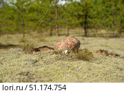 A lone stone against the background of the ground covered with moss and lichen. The stone is pink-gray in color with a natural pattern, organically integrated into the landscape of the northern forest. Short grass and sparse vegetation grow around it. In the background are the blurred silhouettes of coniferous trees, creating an atmosphere of calm and solitude. The scene symbolizes untouched nature, resilience and harmony, ideal for use in the themes of wildlife, geology, ecology, philosophy and minimalism. Стоковое фото, фотограф Анна Кривицкая / Фотобанк Лори
