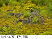 A section of marshland with a bright carpet of moss and young grass. The ground is covered with thick green-yellow cushions of sphagnum, through which tufts of sedge and marsh grass break through. In places, damp dark soil is visible, reflecting the characteristic features of the marshland. The photo conveys in detail the texture of the moss and rich natural colors - from bright green to gold and brown. Such a photograph well illustrates the ecosystem of the marshes, natural biotopes and the beauty of wildlife in a macro format. Стоковое фото, фотограф Анна Кривицкая / Фотобанк Лори