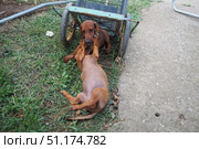 Two adorable dachshunds are having a delightful time rolling on the grass in a sunny backyard. Their playful antics showcase a deep bond as they play and interact with joy in peaceful outdoor setting. Стоковое фото, фотограф Юлия Петровская / Фотобанк Лори
