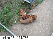 Two adorable dachshunds are having a delightful time rolling on the grass in a sunny backyard. Their playful antics showcase a deep bond as they play and interact with joy in peaceful outdoor setting. Стоковое фото, фотограф Юлия Петровская / Фотобанк Лори