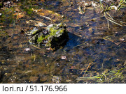 Поверхность грязной воды с плавающими листьями, травой и мхом на пеньке. Стоковое фото, фотограф Кирилл Сиротюк / Фотобанк Лори