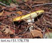 Russula grows in woods. Yellow hat. Edible mushroom. Стоковое фото, фотограф Олег Тараканов / Фотобанк Лори