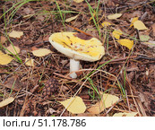 Russula grows in woods. Yellow hat. Edible mushroom. Стоковое фото, фотограф Олег Тараканов / Фотобанк Лори