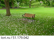 Catalpa bignonioides flowers on green glade in Congress Park, Saratoga Springs, New York, United States. Стоковое фото, фотограф Валерия Попова / Фотобанк Лори