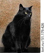 A black cat with thick, shiny fur and expressive yellow eyes. The animal sits on a dark surface against a textured wall with a slight sheen and reddish specks. The cat's gaze is directed to the side, which creates a sense of concentration and mystery. Black cats are traditionally associated with mysticism, magic and elegance, which makes the image especially atmospheric. The close-up emphasizes the details of the fur and the expressiveness of the muzzle, creating a harmonious portrait of the pet. Стоковое фото, фотограф Анна Кривицкая / Фотобанк Лори