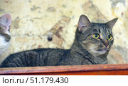 A close-up shot of a beautiful gray tabby cat with expressive yellow-green eyes. The animal is lying on a wooden surface and looking away attentively, creating the impression of concentration and alertness. In the background, a light-colored textured wall with irregularities and spots is visible, which adds atmosphere and naturalness to the frame. The photo emphasizes the natural beauty and grace of a domestic cat, focusing on its gaze and expressive face. Стоковое фото, фотограф Анна Кривицкая / Фотобанк Лори