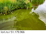 Водоросли, зелёная ряска и попавшая в воду пыльца с деревьев на поверхности Барского пруда у берега в усадьбе Гребнево. Стоковое фото, фотограф Владимир Шипикин / Фотобанк Лори
