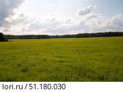 A spacious green meadow, going deep into the dark coniferous forest on the horizon. The sky is covered with clouds, through which the sun's rays break, illuminating the grassy field with a soft light. Tall grass thickly covers the ground, creating a feeling of freshness and spaciousness. The atmosphere of the picture is calm and peaceful, conveying the beauty of nature, silence and harmony of open space. Стоковое фото, фотограф Анна Кривицкая / Фотобанк Лори