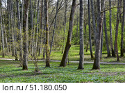 Spring forest. Fresh greenery is breaking through the slender tree trunks with grey and brown bark. Young grass covers the ground, and in some places the first spring flowers are visible. On some trees, young leaves have already blossomed, creating a feeling of renewal and the beginning of the season. Sunlight shines through the forest thicket, illuminating bright green areas and emphasizing the depth of space. The atmosphere of the photo is calm, peaceful, conveying the beauty of nature at the beginning of spring. Стоковое фото, фотограф Анна Кривицкая / Фотобанк Лори