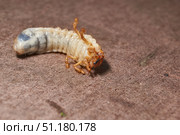 Close-up of the larva of the May beetle (lat. Melolontha). A white, thick larva of a May beetle was found in the ground during work on a garden plot. Detailed image of an insect in the larval stage. Стоковое фото, фотограф Андрей Жигальцов / Фотобанк Лори