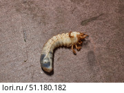 Close-up of the larva of the May beetle (lat. Melolontha). A white, thick larva of a May beetle was found in the ground during work on a garden plot. Detailed image of an insect in the larval stage. Стоковое фото, фотограф Андрей Жигальцов / Фотобанк Лори