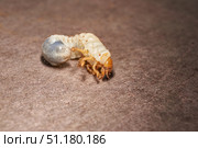 Close-up of the larva of the May beetle (lat. Melolontha). A white, thick larva of a May beetle was found in the ground during work on a garden plot. Detailed image of an insect in the larval stage. Стоковое фото, фотограф Андрей Жигальцов / Фотобанк Лори