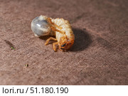 Close-up of the larva of the May beetle (lat. Melolontha). A white, thick larva of a May beetle was found in the ground during work on a garden plot. Detailed image of an insect in the larval stage. Стоковое фото, фотограф Андрей Жигальцов / Фотобанк Лори