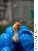 Close-up of the larva of the May beetle (lat. Melolontha). A white, thick larva of a May beetle was found in the ground during work on a garden plot. Detailed image of an insect in the larval stage. Стоковое фото, фотограф Андрей Жигальцов / Фотобанк Лори