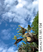 Cactus branches and blue sky with scattered white clouds during daytime. Стоковое фото, фотограф Антон Гвоздиков / Фотобанк Лори