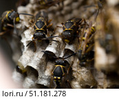 Wild worker wasps busy in their hive. Стоковое фото, фотограф Кирилл Зотов / Фотобанк Лори