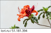 Bright orange flame azalea flower captured in macro detail against a clean white background showcasing its vibrant colors and intricate patterns with soft lighting for a minimalist floral style. Стоковое AI-изображение, AI-художник 123 12 / Фотобанк Лори