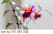 Vibrant fuchsia flower displaying elegant pink and purple pendulous petals captured in soft natural light against a clean white background. Стоковое AI-изображение, AI-художник 123 12 / Фотобанк Лори