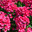 Флоксы  (лат. Phlox) Стоковое фото, фотограф Зобков Юрий / Фотобанк Лори