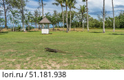 A wild monitor lizard runs across a green lawn. Side view. A long tail, a protruding tongue, and a pattern on the skin are visible. A gazebo in the distance. Palm trees against the sky and clouds. Стоковое фото, фотограф Вера Ивановна Кубарева / Фотобанк Лори