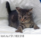 A small dark grey tabby kitten lying on a white blanket. Its fur is short and thick, with a distinctive tiger pattern. The kitten stretches forward, leaning on its paws with sharp claws, as if it is going to play or hunt. The animal has large ears and expressive eyes, one of which looks slightly sick or damaged, which gives the photo a special touching quality. The background is completely white, soft and neutral, thanks to which the kitten remains the main object of the frame. The photo is perfect for the theme of pets, animal care and coziness. Стоковое фото, фотограф Анна Кривицкая / Фотобанк Лори