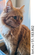 Fluffy ginger cat sitting by the window. Its thick fur shines with warm golden-red shades, emphasizing softness and volume. The cat looks to the side with slight interest and attention, its large green eyes seem especially expressive against the background of bright fur. The muzzle is neat, with a pink nose and long white whiskers. The lighting from the window softly illuminates the animal, creating a cozy and homely atmosphere. The photo conveys the calm, grace and charm of a pet. Стоковое фото, фотограф Анна Кривицкая / Фотобанк Лори
